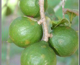 Lorne Valley Macadamia Farm - Perth Resorts 2