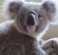 Koala Care Centre in Lismore - Accommodation Perth