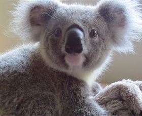Koala Care Centre In Lismore - Perth Resorts 0