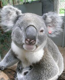 Koala Care Centre In Lismore - Perth Resorts 1