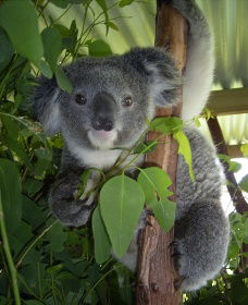 Koala Care Centre In Lismore - Perth Resorts 2