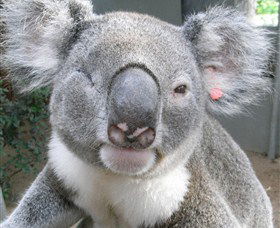 Koala Care Centre In Lismore - Perth Resorts 3