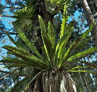 Whian Whian State Conservation Area - Perth Resorts