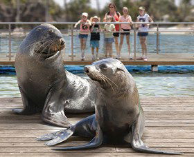 Australia's Sea World - Accommodation Perth 1