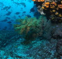 Henderson Rock Dive Site - Accommodation Perth