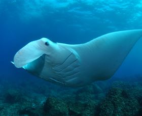 Manta Bommie Dive Site - Perth Resorts 0