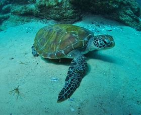 Manta Bommie Dive Site - Perth Resorts 3