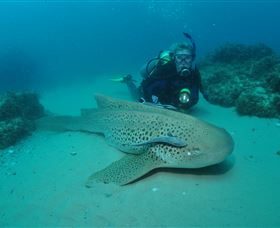 Manta Bommie Dive Site - Perth Resorts 1