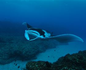 Manta Bommie Dive Site - Perth Resorts 2
