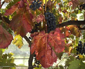 Mimosa Wines - Perth Resorts 1