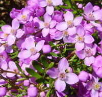 Broadwater National Park - Accommodation Perth