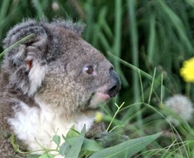 Koala Hospital - Accommodation Perth 0