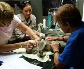 Koala Hospital - Accommodation Perth 2