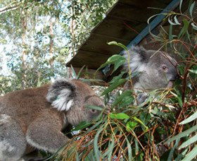 Koala Hospital - Accommodation Perth 7