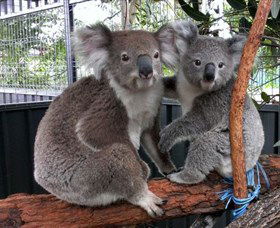 Koala Hospital - Accommodation Perth 5