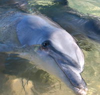 Dolphins of Monkey Mia - Accommodation Perth