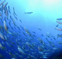 Cape Byron Marine Park - Accommodation Perth