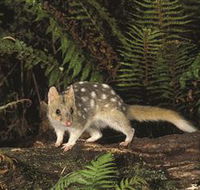 Tarkine Forest Reserve - Accommodation Perth