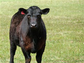 Denham Farm Beef And Lamb - Perth Resorts 0
