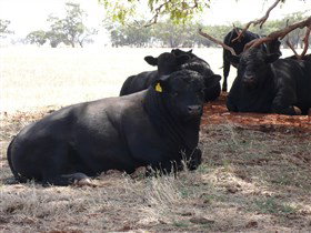 Denham Farm Beef And Lamb - Perth Resorts 1