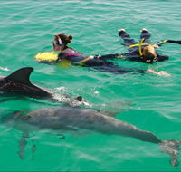 Rockingham Wild Encounters - Swim with Wild Dolphins - Accommodation Perth