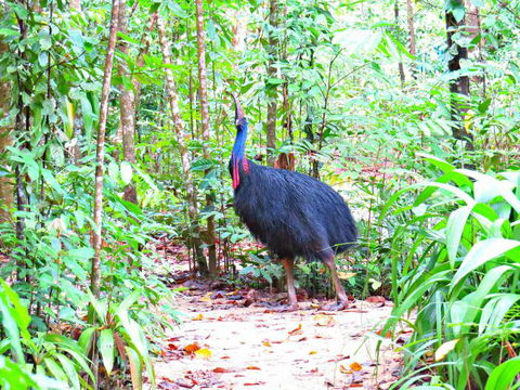 Daintree Safaris - Accommodation Perth 0