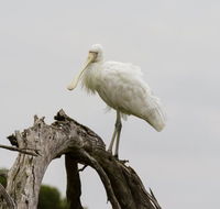 Melbourne Birding Tours - Accommodation Perth
