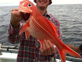 Goin' Off Safaris - Accommodation Perth 1