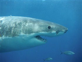 Goin' Off Safaris - Accommodation Perth 3