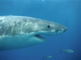 Goin' Off Safaris - Accommodation Perth 4