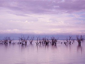 Tri State Safaris - Accommodation Perth 9