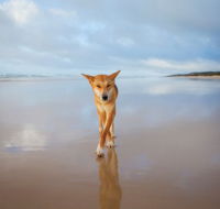 Fraser Island Adventure Tours - Accommodation Perth