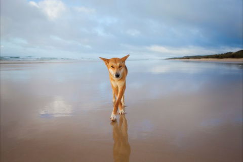 Fraser Island Adventure Tours - Perth Resorts 5