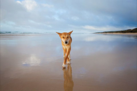 Fraser Island Adventure Tours - Perth Resorts 6