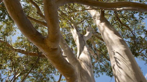 Lindsay Pryor Walk, Australian National University - Accommodation Perth 0