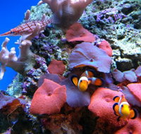 Tropical Marine Centre - Accommodation Perth