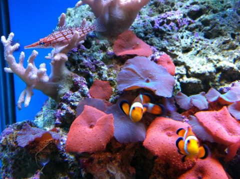 Tropical Marine Centre - Accommodation Perth 0
