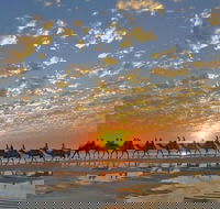 1 Hour Broome Sunset Camel Tour - Accommodation Perth