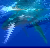 Dunsborough Whale Watching Eco Tour - Perth Resorts