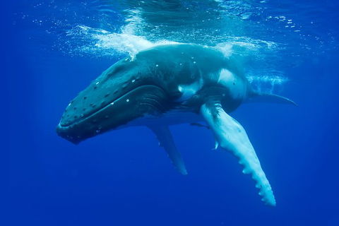 Dunsborough Whale Watching Eco Tour - Perth Resorts 0