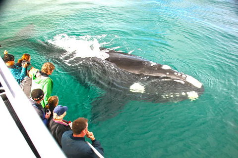 Dunsborough Whale Watching Eco Tour - Perth Resorts 3