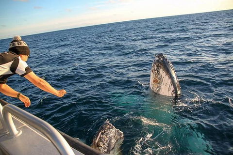 Dunsborough Whale Watching Eco Tour - Perth Resorts 5