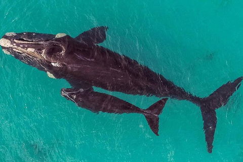 Dunsborough Whale Watching Eco Tour - Perth Resorts 7