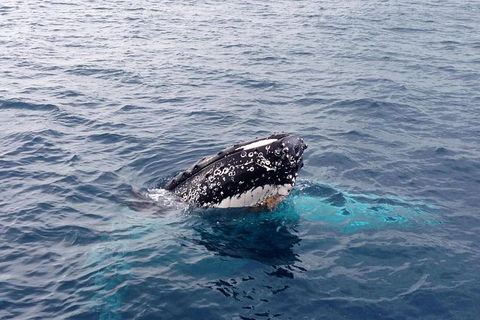 Dunsborough Whale Watching Eco Tour - Perth Resorts 6