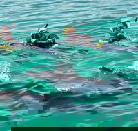 Swim with Dolphins Day Trip from Perth - Perth Resorts