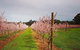 Small-Group Bickley Valley Wine Tour - thumb 11