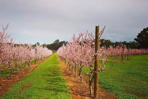 Small-Group Bickley Valley Wine Tour - Accommodation Perth 11