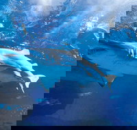 Snorkel with Sharks at AQWA - Perth Resorts