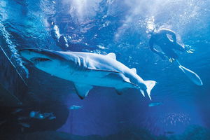 Snorkel with Sharks at AQWA