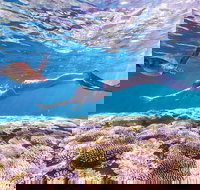 7-Day Exmouth Explorer via Pinnacles Monkey Mia Ningaloo Reef returning to Perth - Perth Resorts